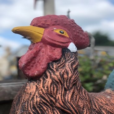 Birds