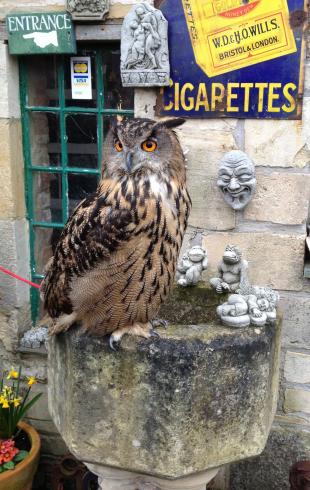 Sage the Eurasian Eagle Owl