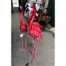 Red Flamingo