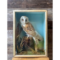 Barn Owl Taxidermy