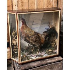 Victorian Taxidermy Cockerel