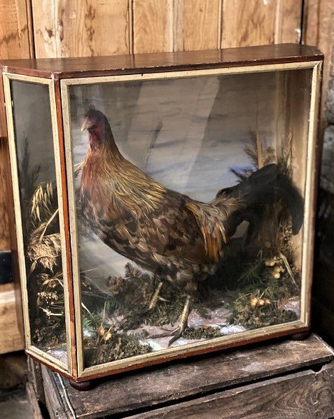 Wells Reclamation Victorian Taxidermy Cockerel