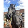 Wells Reclamation Cast Iron Horse Statue