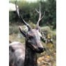 Wells Reclamation Cast Iron Deer Statue