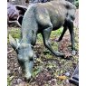 Grazing Deer