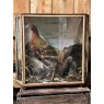 Wells Reclamation Victorian Taxidermy Cockerel