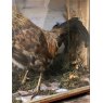 Wells Reclamation Victorian Taxidermy Cockerel