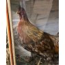 Wells Reclamation Victorian Taxidermy Cockerel