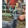 Bronzed & Painted Cast Iron Stag Statue
